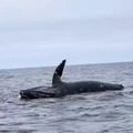 Whale explodes