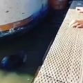 Seal cuddles