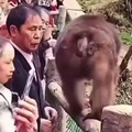 Mujer pega a mono, mono ataca a hombre