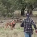 Boxing a Kangaroo