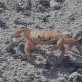 Crab doctor
