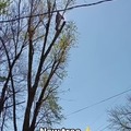 commented item thumbnail