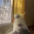 commented item thumbnail