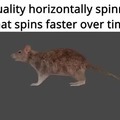 Rata  en alta calidad girando horizontalmente, cada vez más rápido conforme pasa el tiempo