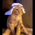 gato arabe