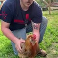 Hypnotizing a Rooster
