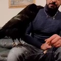 cuervo cantandose un tema