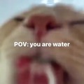 Você é agua e eu o gatinho
