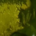 commented item thumbnail