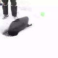 Ice puppers