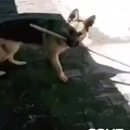Master Dog-fu