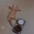 Cat ate too much