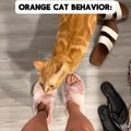 gato naranja