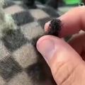 commented item thumbnail