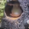 commented item thumbnail