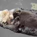Cute baby otter