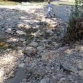 niño paseando a su piedra mascota