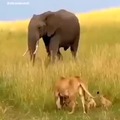 Elephant attacks lion but not the cubs