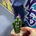 Cactus man strikes again
