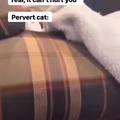 Pervert cat