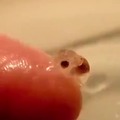 Born the size of a grain of rice, baby octopuses possess remarkable intelligence and problem-solving skills..