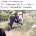 Le gorilla fight