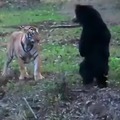 Tiger is afraid of the bear
