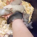 Rats :)