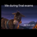 Me during final exams