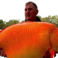 UK fisherman caught a 70-pound goldfish in France