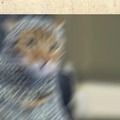 Posting cute cat memes till novagecko bans me
