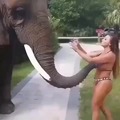 Elefante elegante