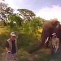 Elefante copión