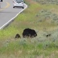 Look, a Mama bear and her cubs! Let's run towards it real quick so we can get a selfie at Yellowstone Park