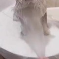 Gato tomando banho. Em cima da privada?!