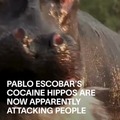 After being declared one of the world’s largest invasive species, the 169 descendants of Pablo Escobar’s four “cocaine hippos” are now apparently also attacking people.