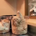 Cat buckets