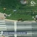 Helicopter footage of a loose cow being wrangled by Emergency Services and cowboys in OKC