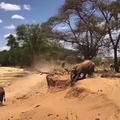 Elephants can’t jump