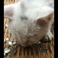 commented item thumbnail
