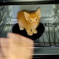 Cooking the cat