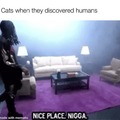 Cats when they discovered humans