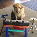 The new mozart
