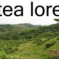 Tea lore