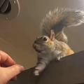 commented item thumbnail