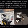 Rats love driving tiny cars