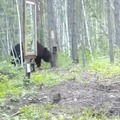 Bear against mirror