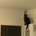 Cats know about cameras