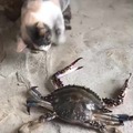 commented item thumbnail