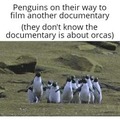 Orcas documentary